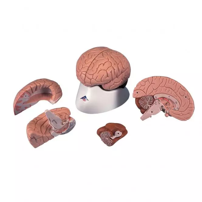  Model Classic Brain 4-delig