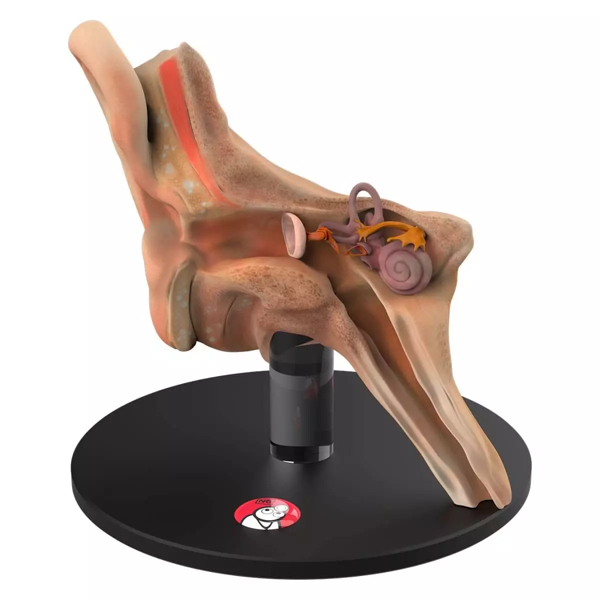  Anatomisch oormodel "Auris