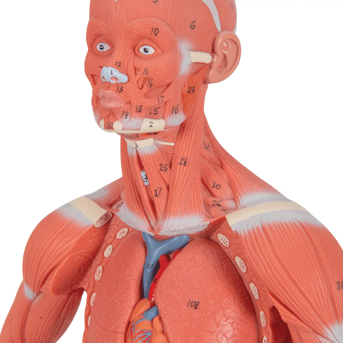  Model Spierfiguur