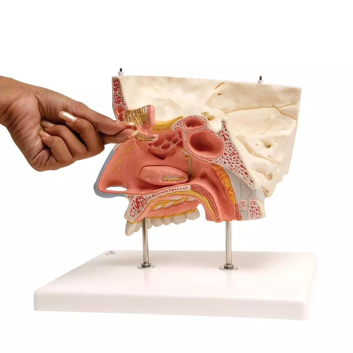  Neus model
