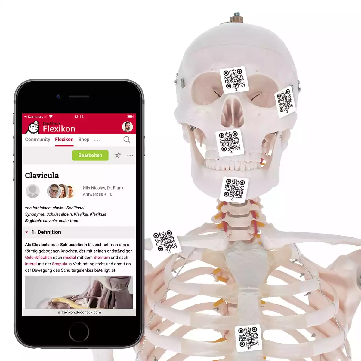 Anatomische modellen & posters