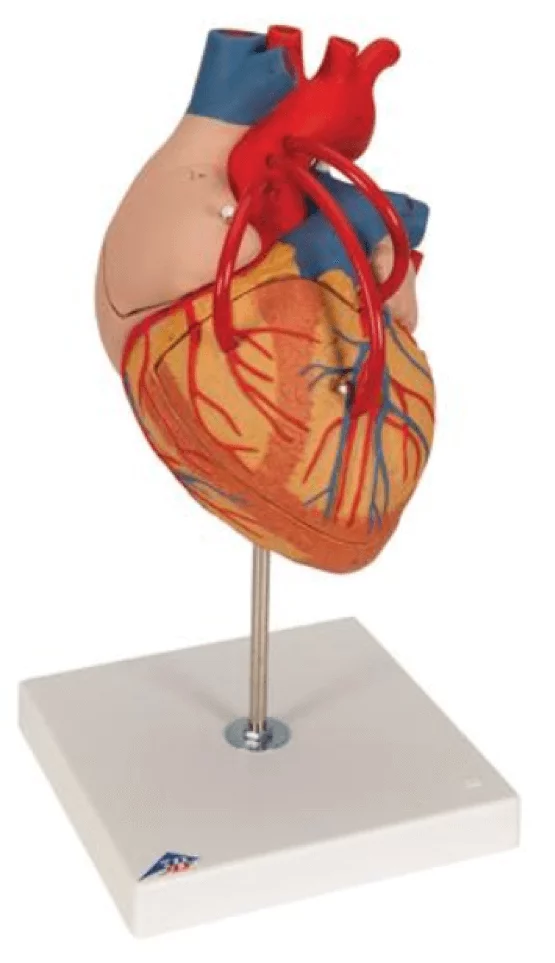  Modelhart met bypass