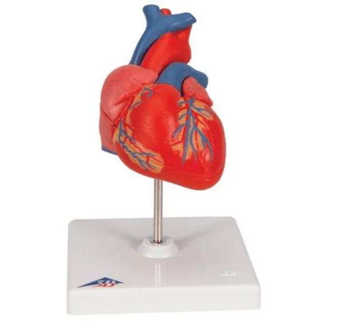  Anatomisch hart model