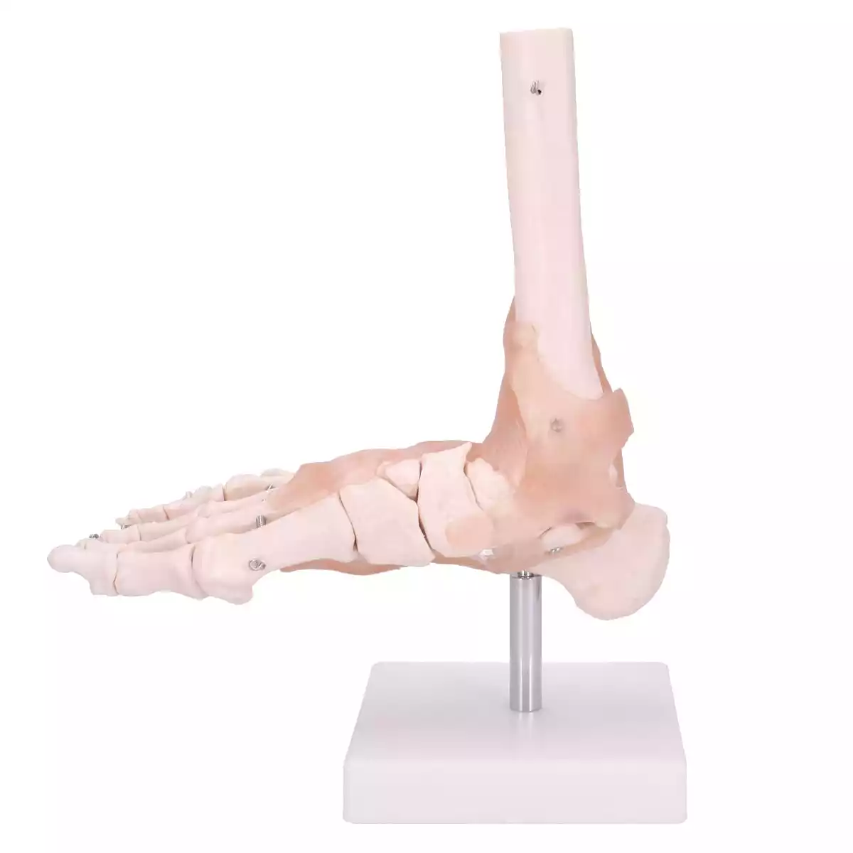  Model Anatomisch Voetskelet