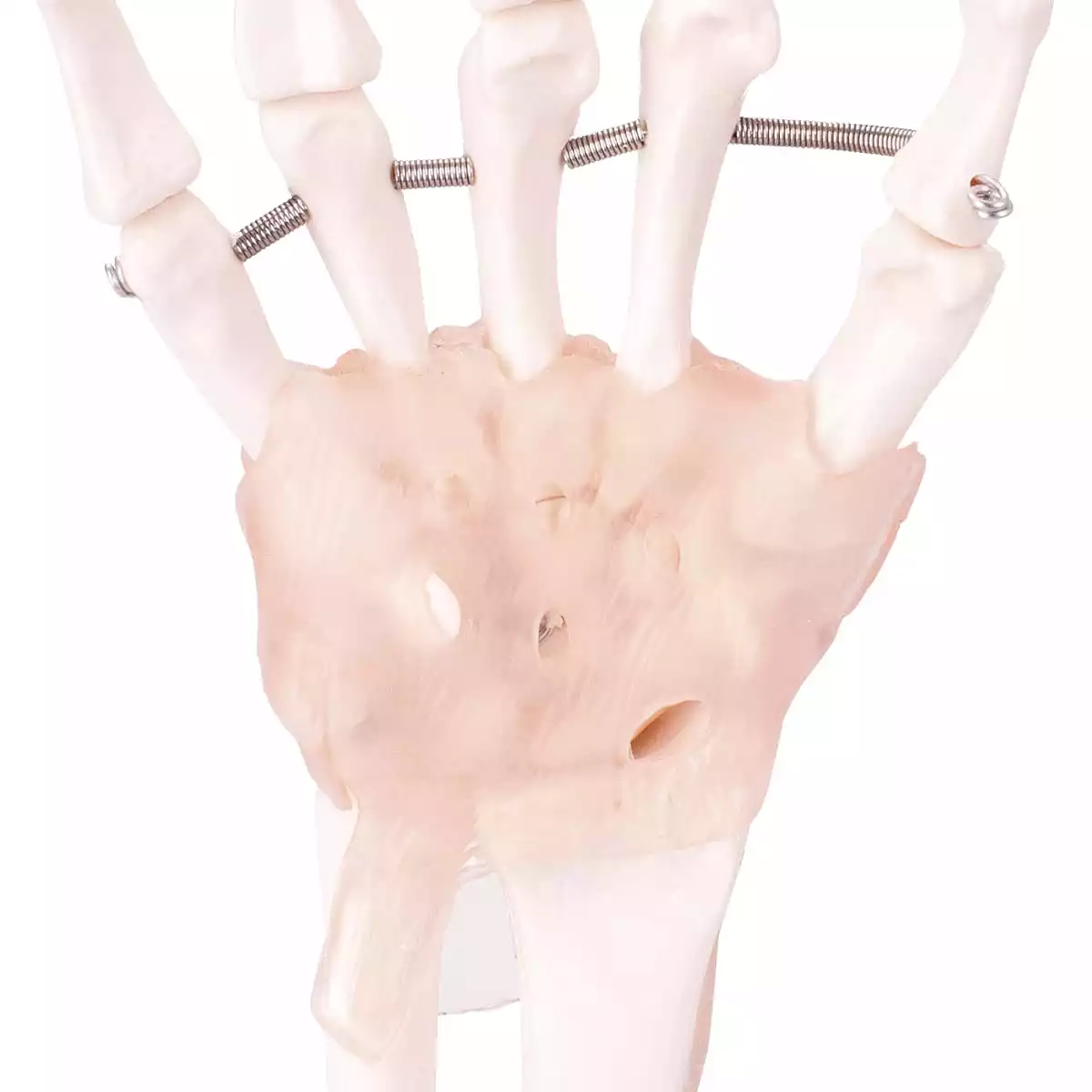  Model Anatomisch Hand Skelet