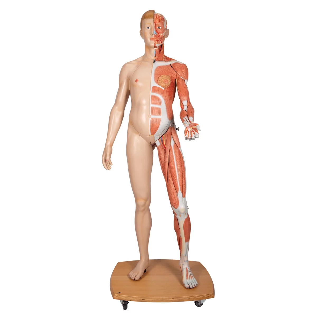  Model levensgroot biseksueel spierfiguur
