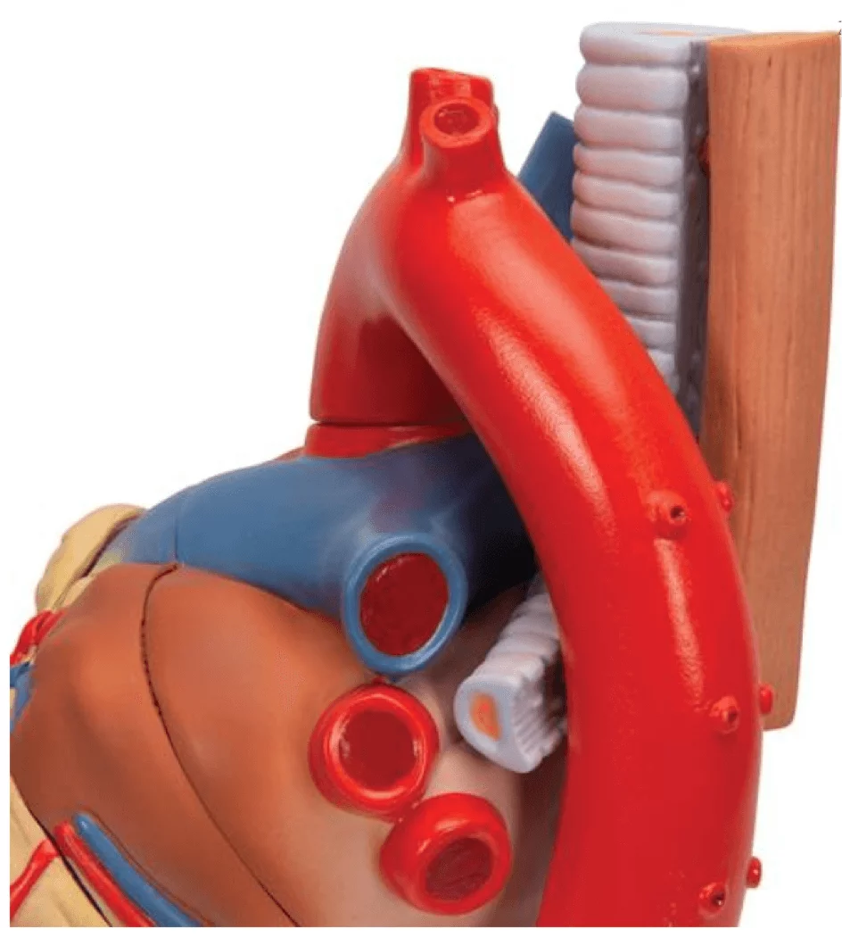  Hart model 7 stuks