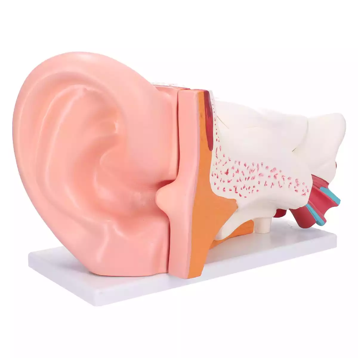  Anatomisch oormodel