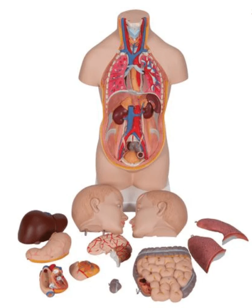  Mini-Torso