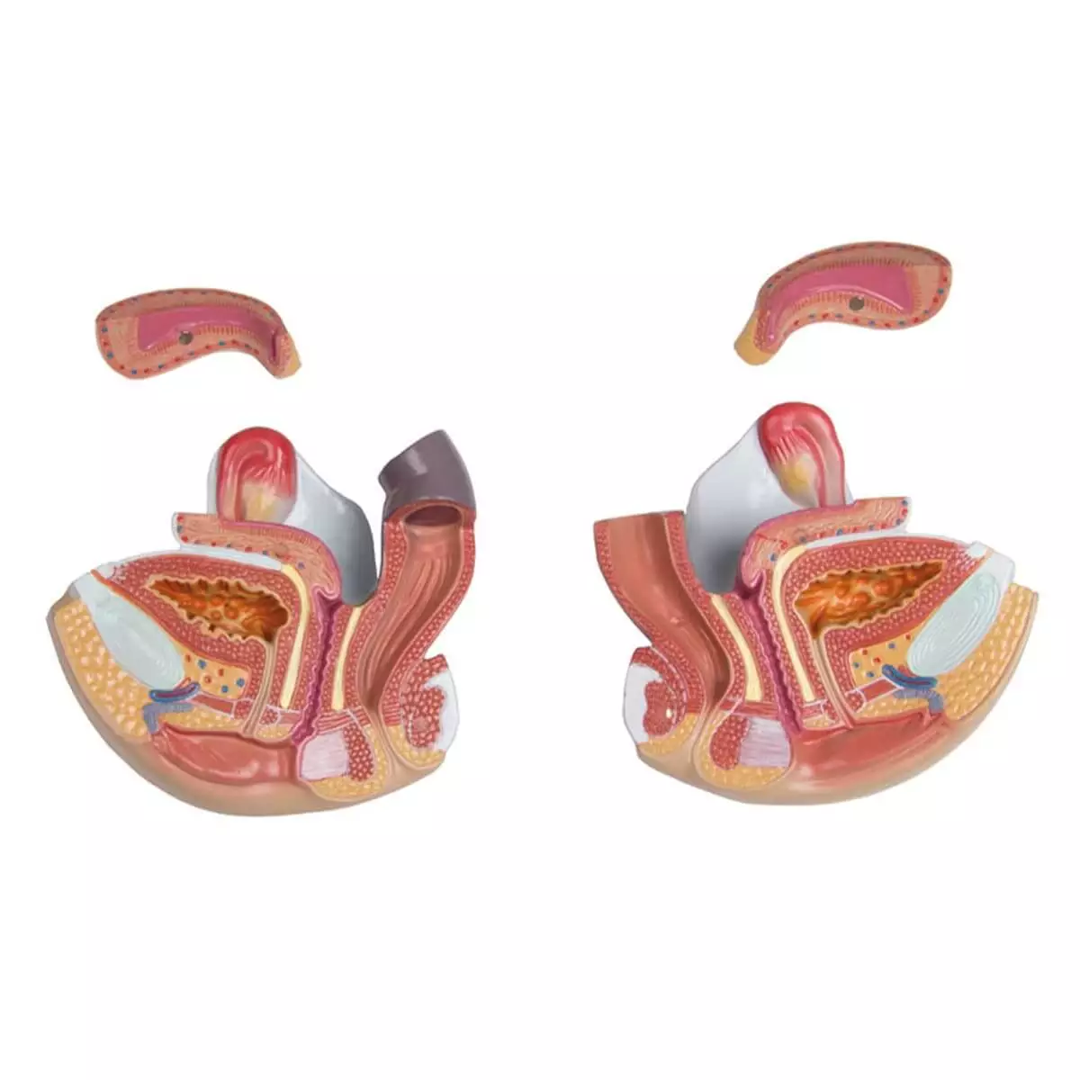  Torso model met open rug