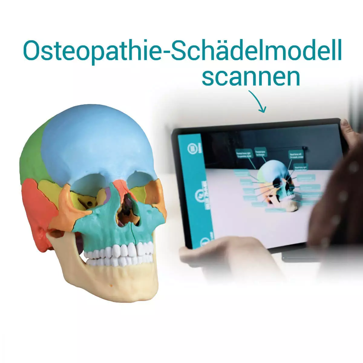  Didactisch schedelmodel