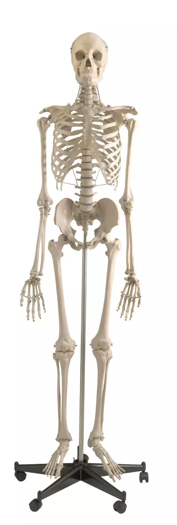  Standaard skelet op statief