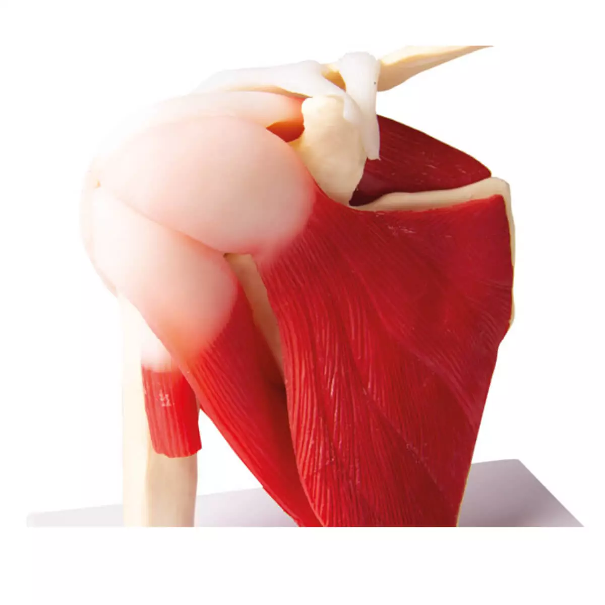  Schoudergewrichtmodel met spieren voor EZ Augmented Anatomy Learning-app