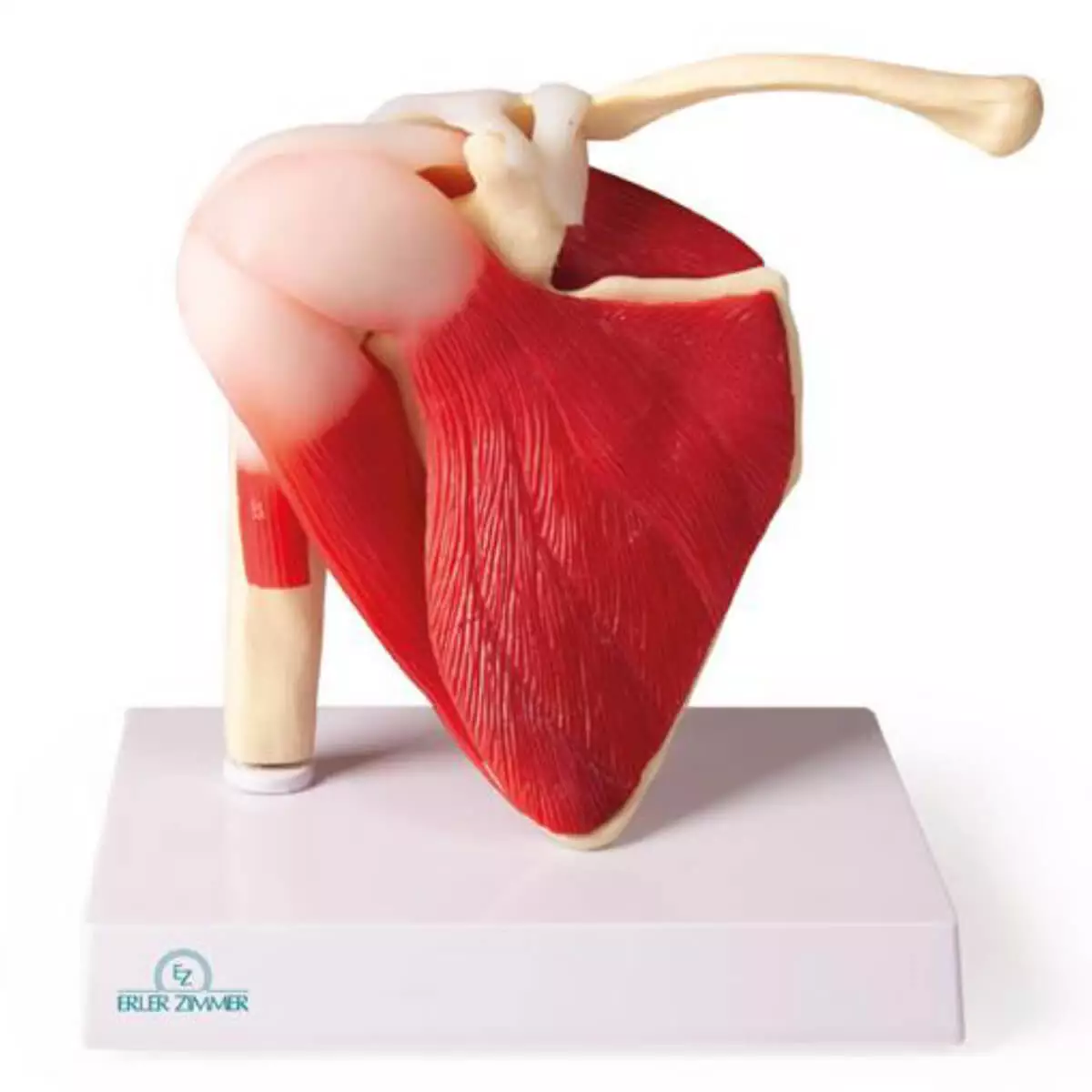  Schoudergewrichtmodel met spieren voor EZ Augmented Anatomy Learning-app