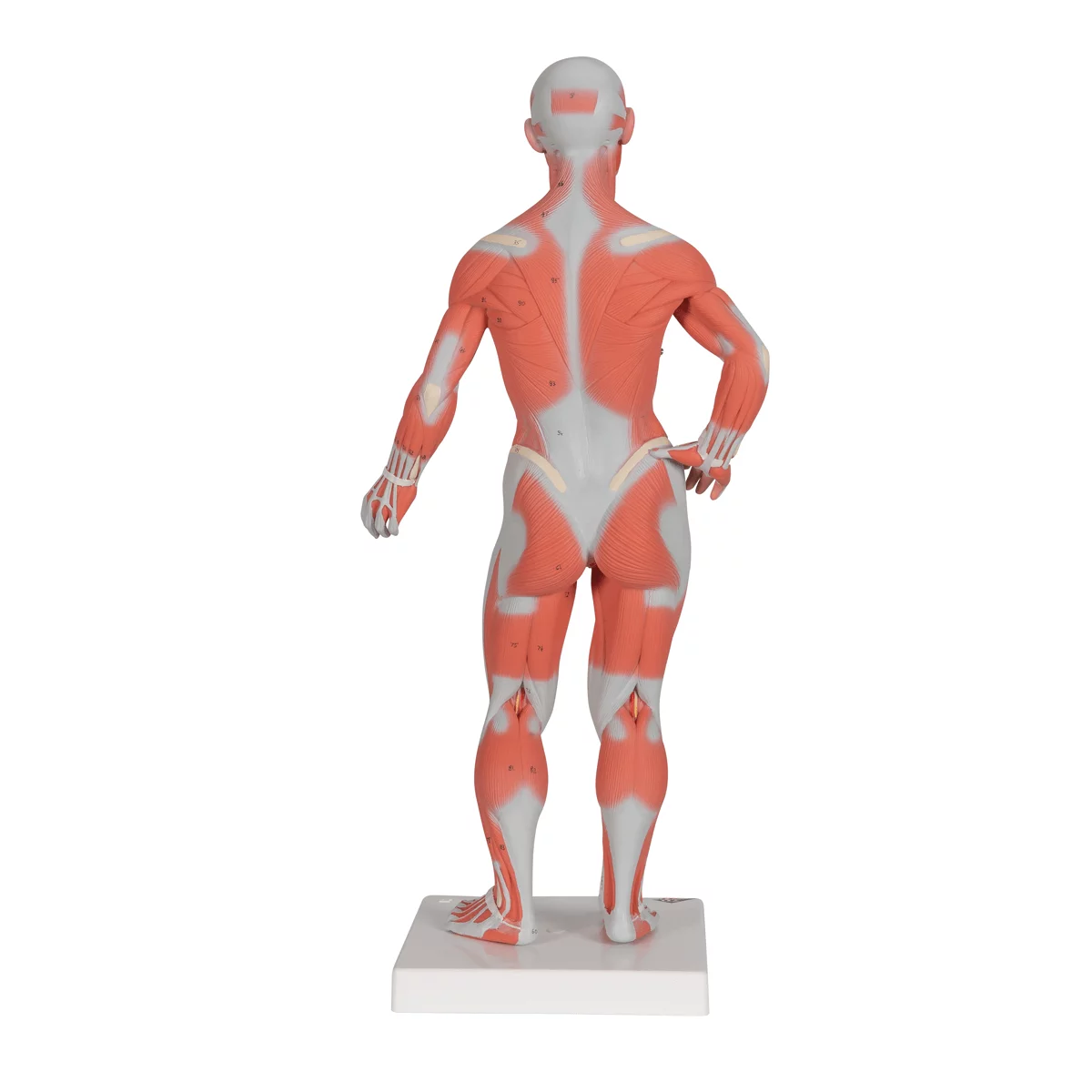  Model Spierfiguur