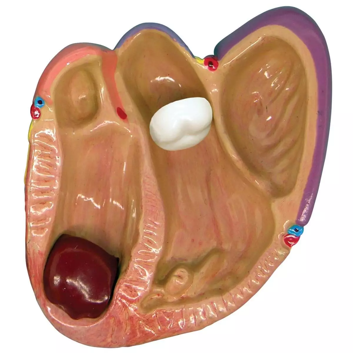  3 Mini Hart Model Set