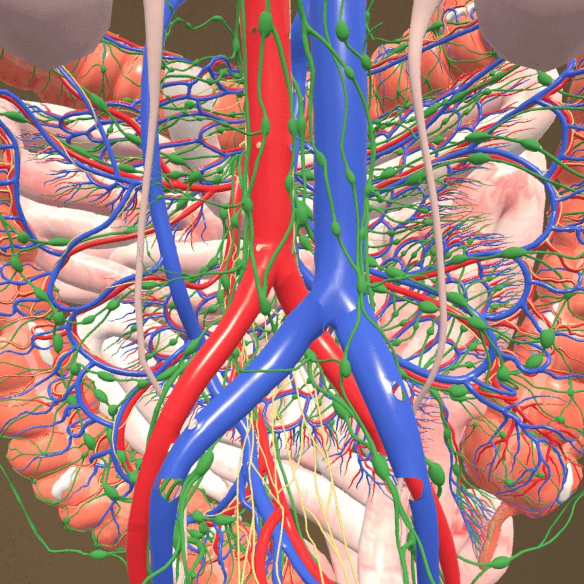  Mixed reality anatomie-app “Corpus” voor Meta Quest 3/3S