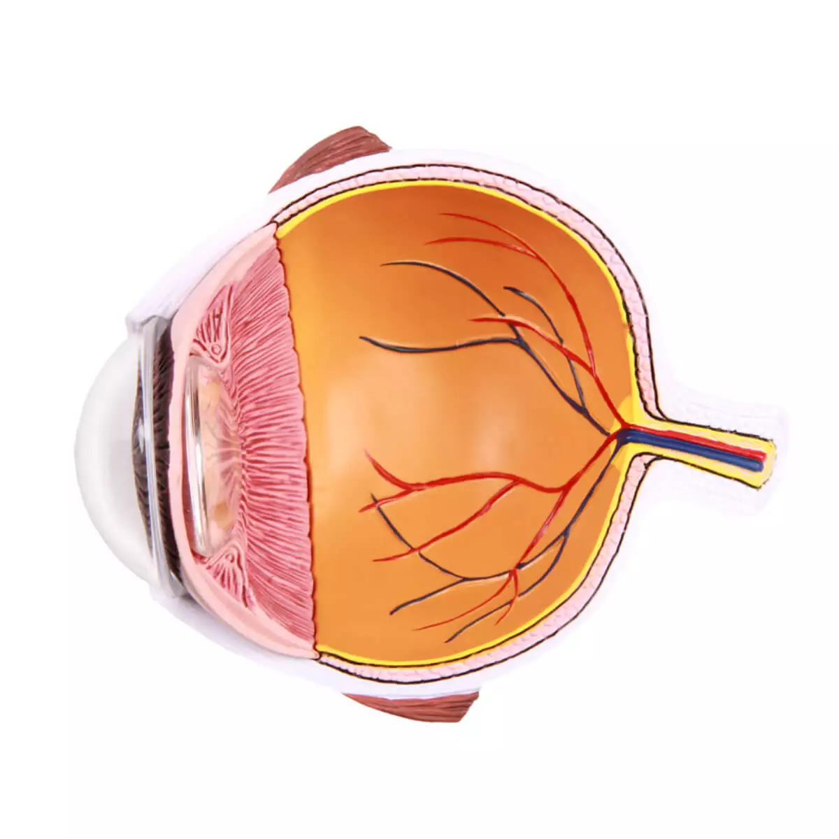  De helft van het oog vergroot - EZ Augmented Anatomy