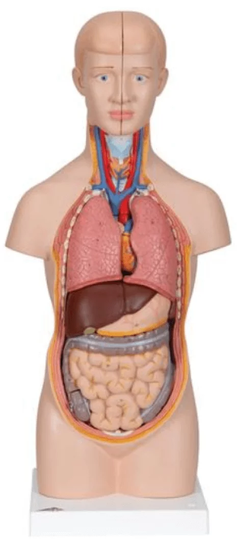  Mini-Torso