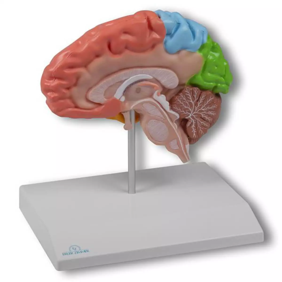  Model regionale hersenhelft voor EZ Augmented Anatomy-leerapp
