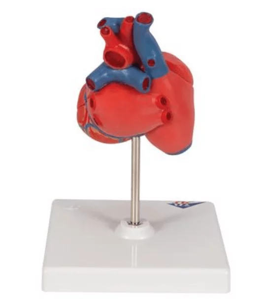  Anatomisch hart model