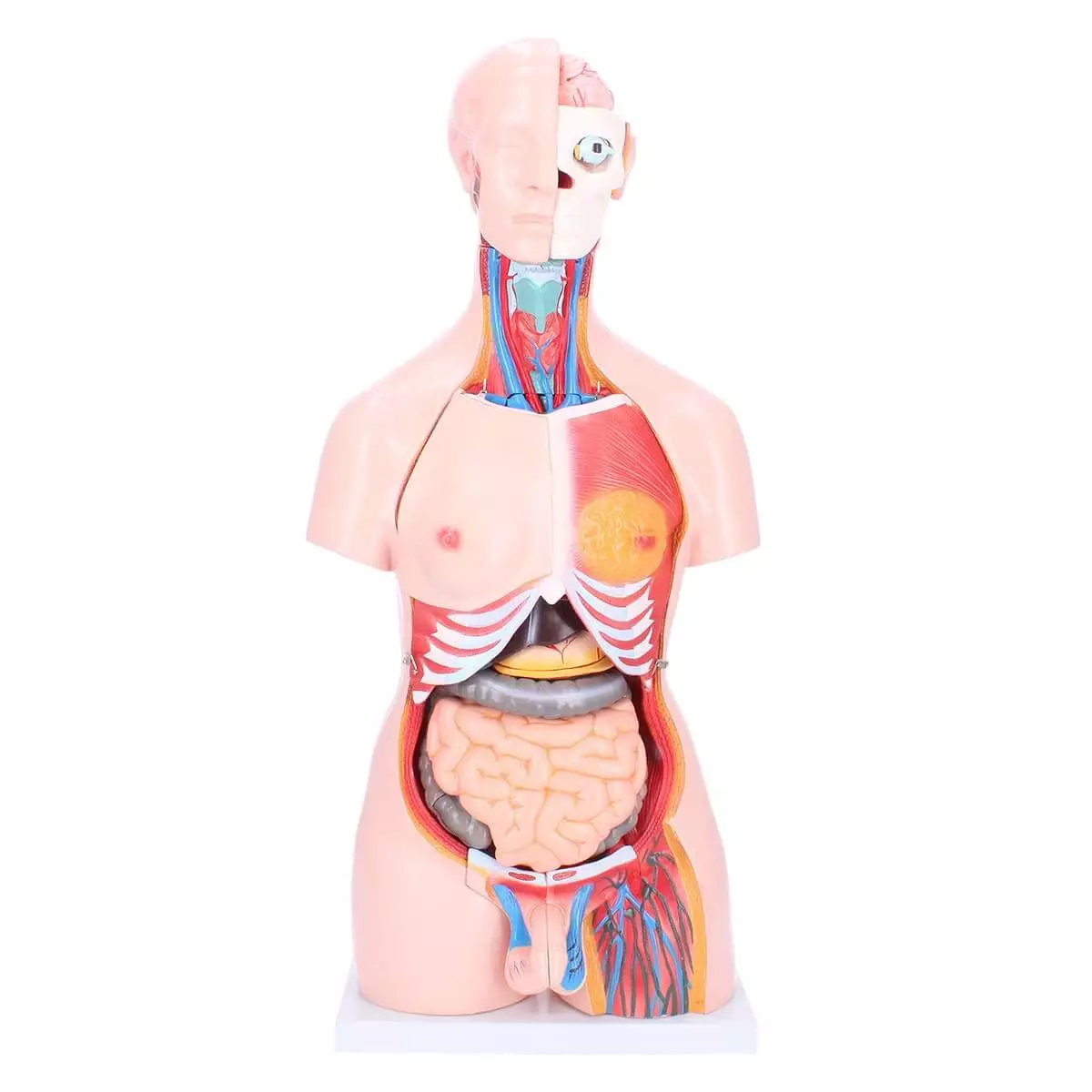  Biseksueel model torso