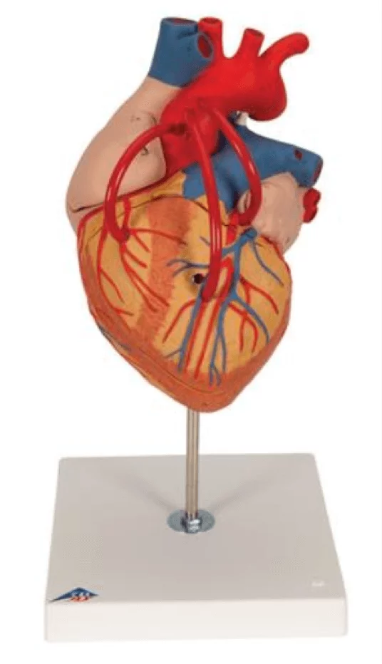  Modelhart met bypass