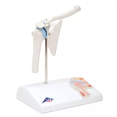  Minimodel schoudergewricht