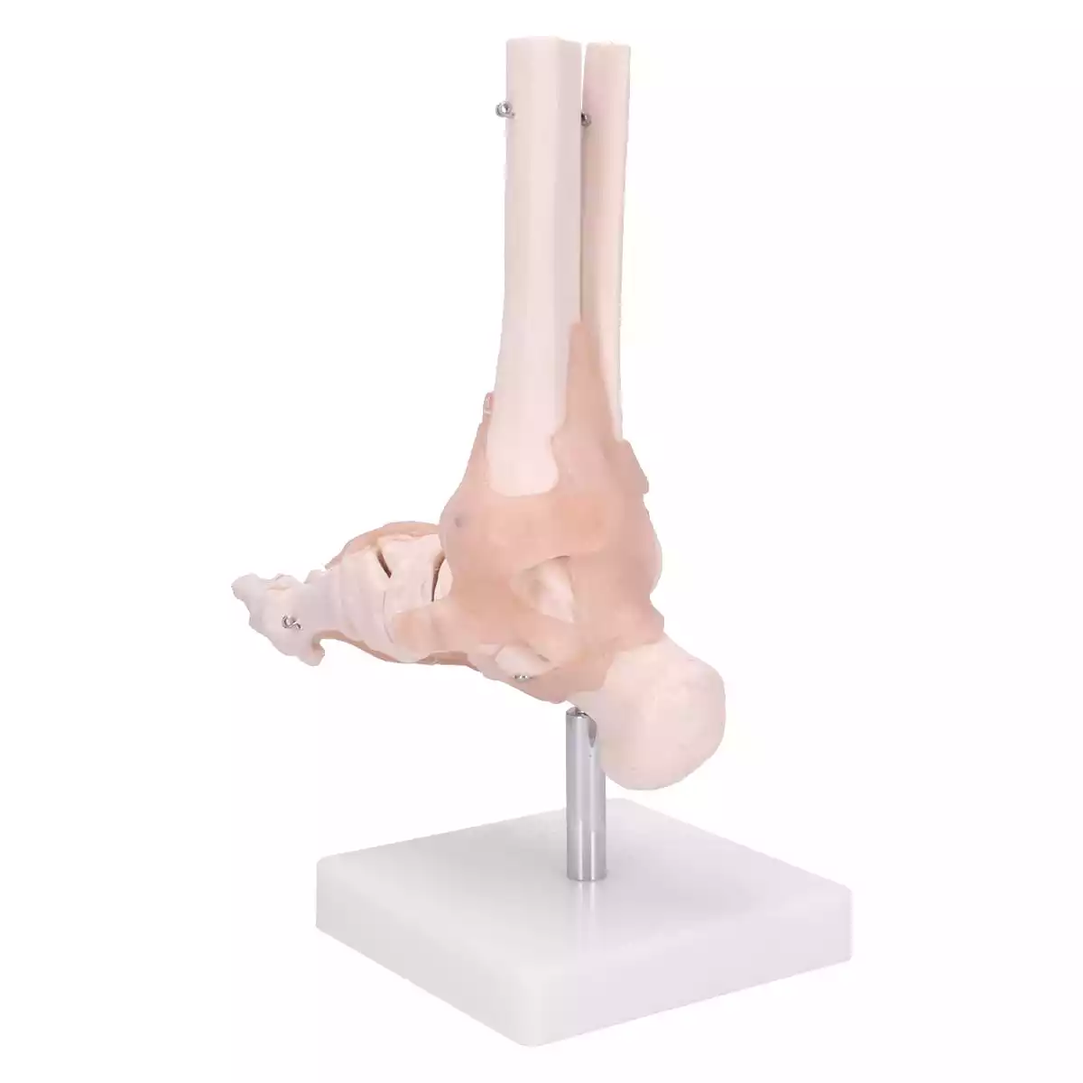  Model Anatomisch Voetskelet