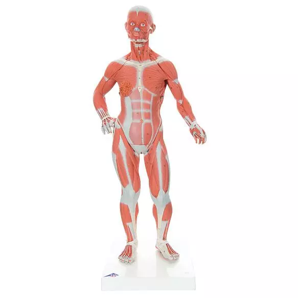  Model Spierfiguur