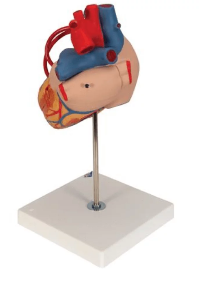  Modelhart met bypass