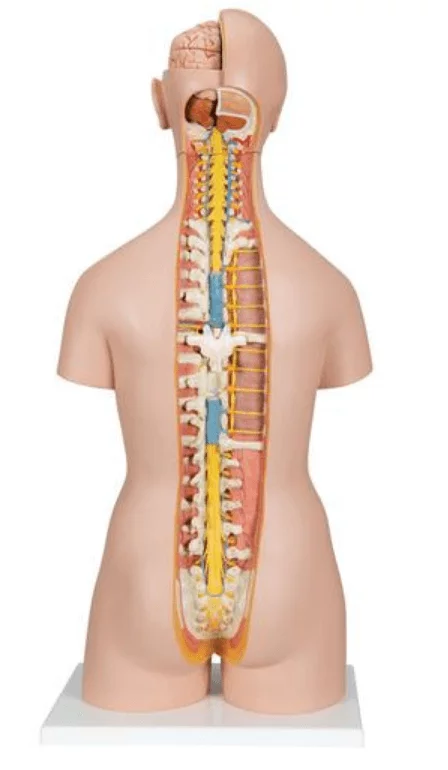  Model Classic Torso met open rug