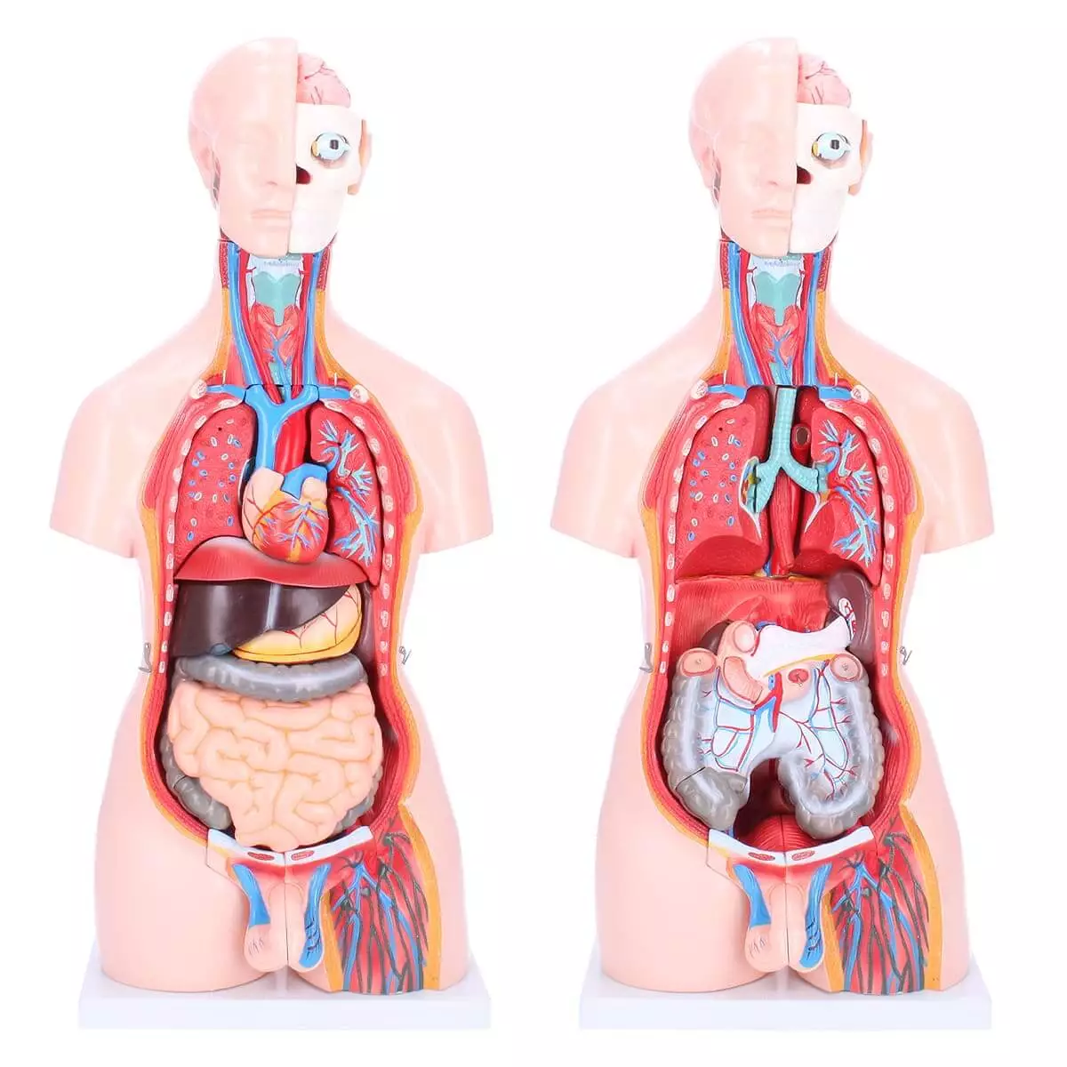  Biseksueel model torso