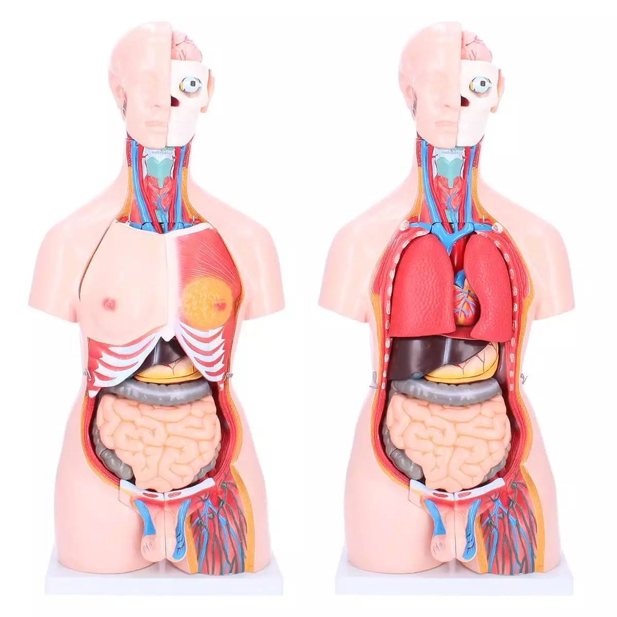  Biseksueel model torso