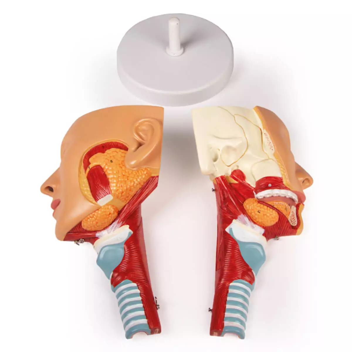  Modelhoofd met keelholte en strottenhoofd