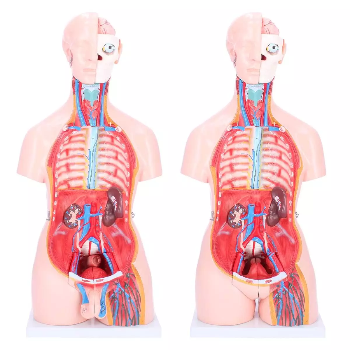  Biseksueel model torso