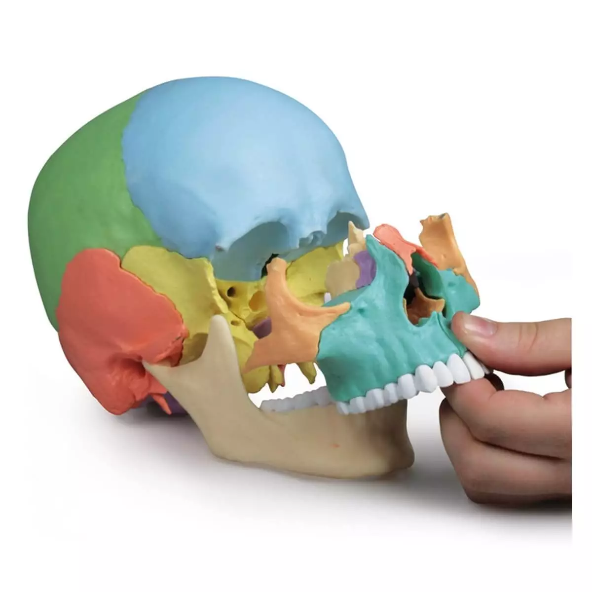  Didactisch schedelmodel