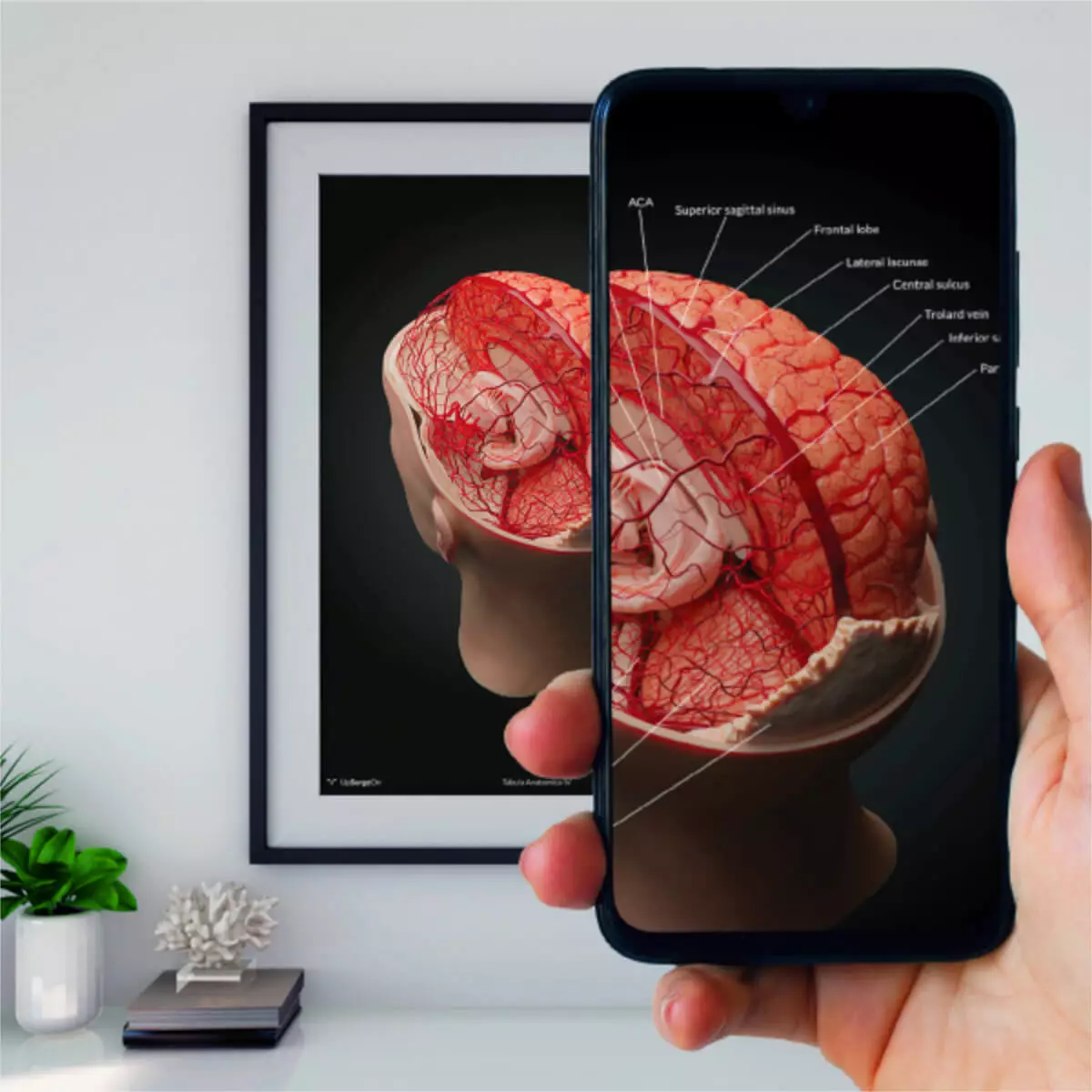  AnatomieARt Tabula Anatomica IV
