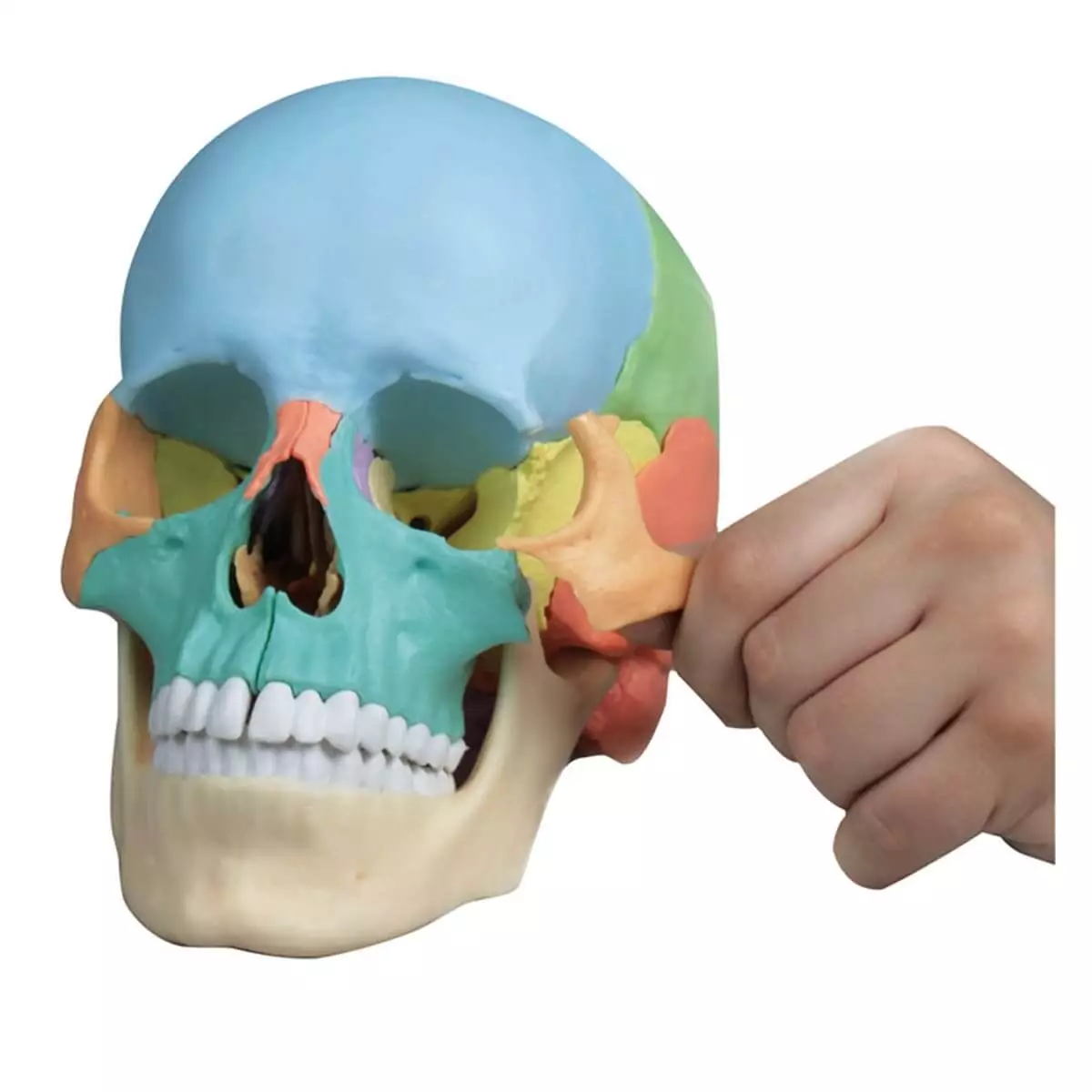  Didactisch schedelmodel