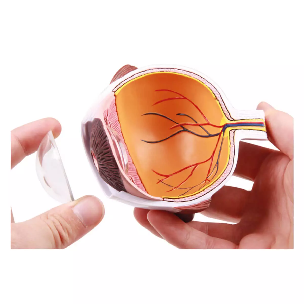  De helft van het oog vergroot - EZ Augmented Anatomy