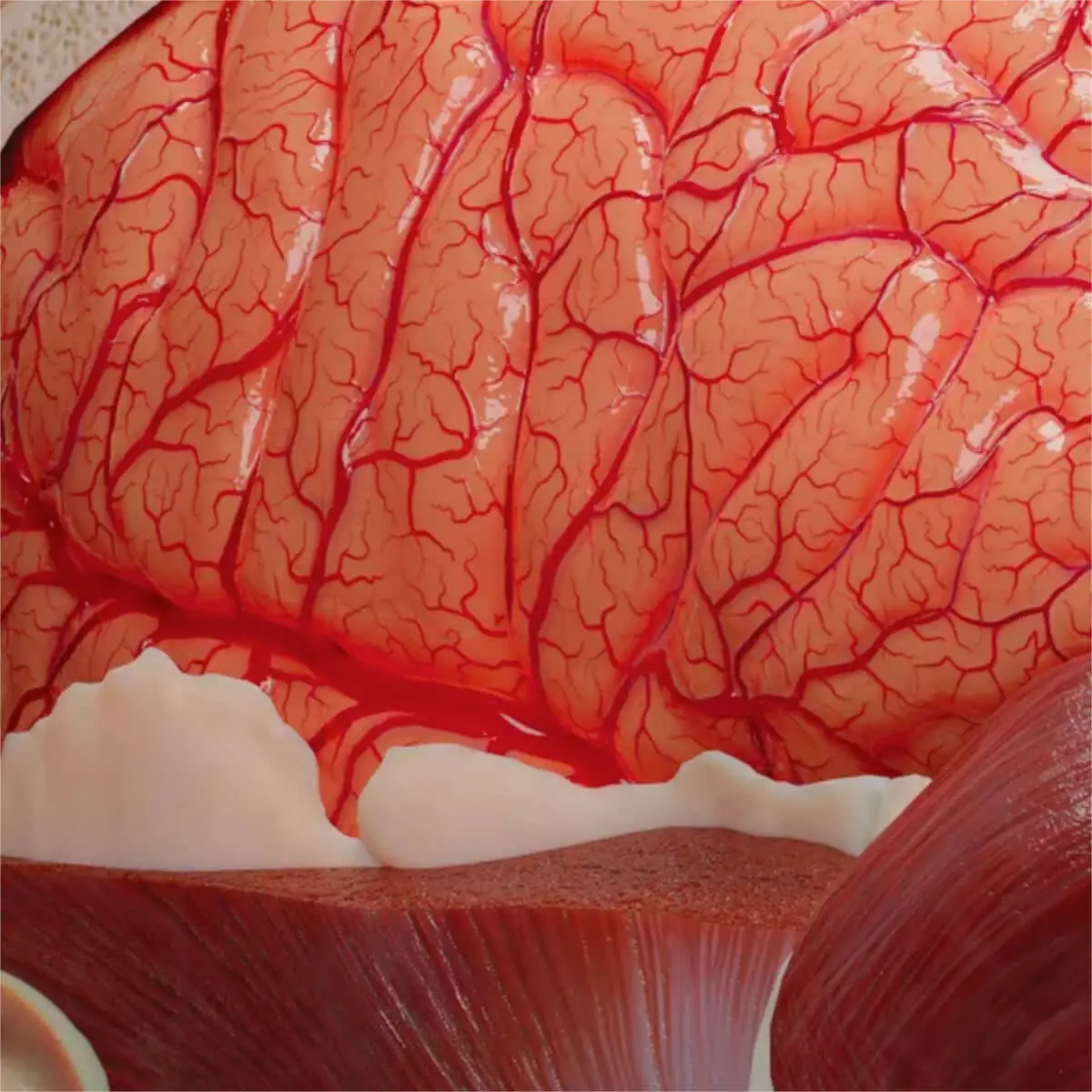  AnatomieARt Tabula Anatomica III