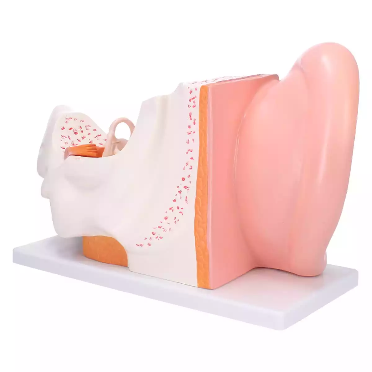  Anatomisch oormodel