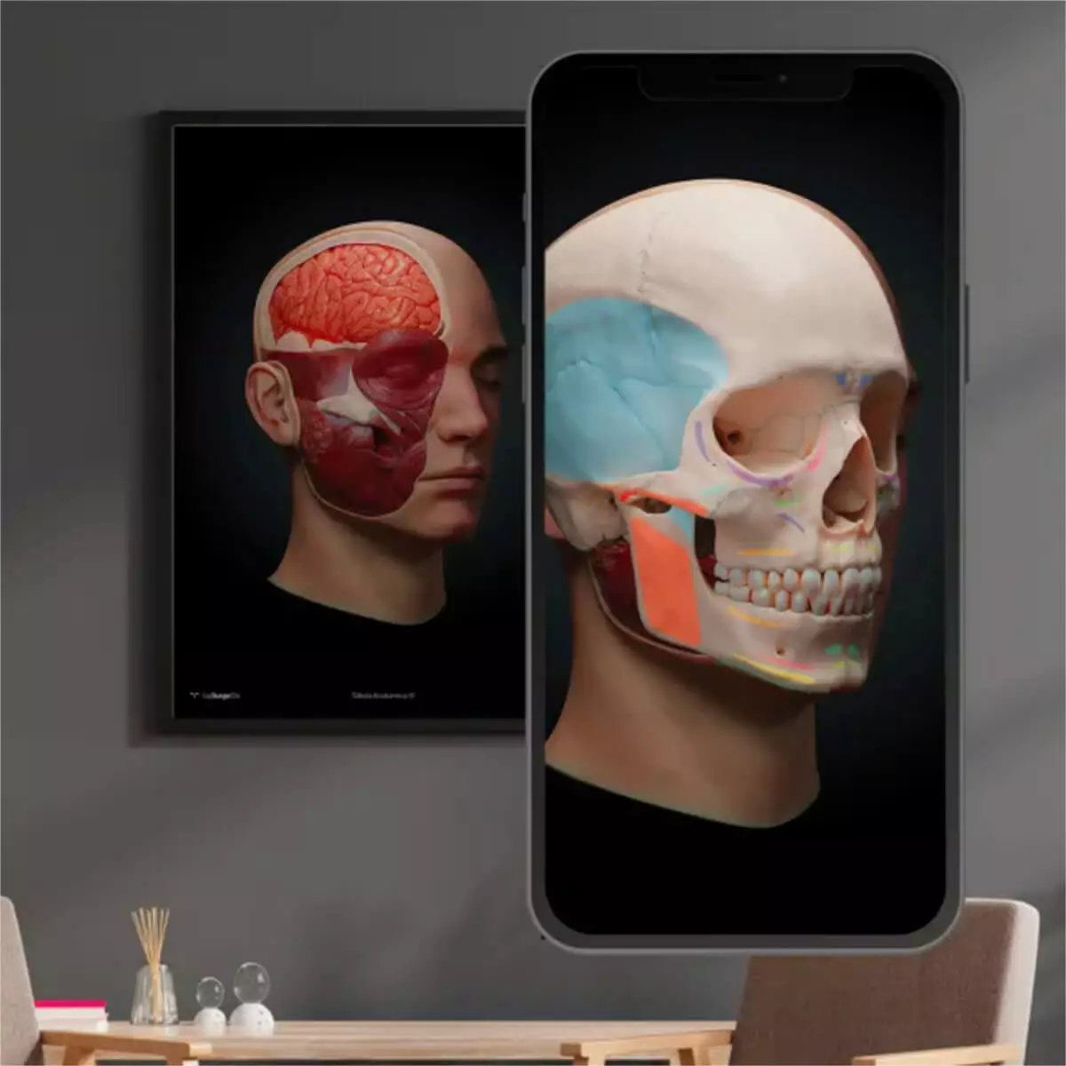  AnatomieARt Tabula Anatomica III