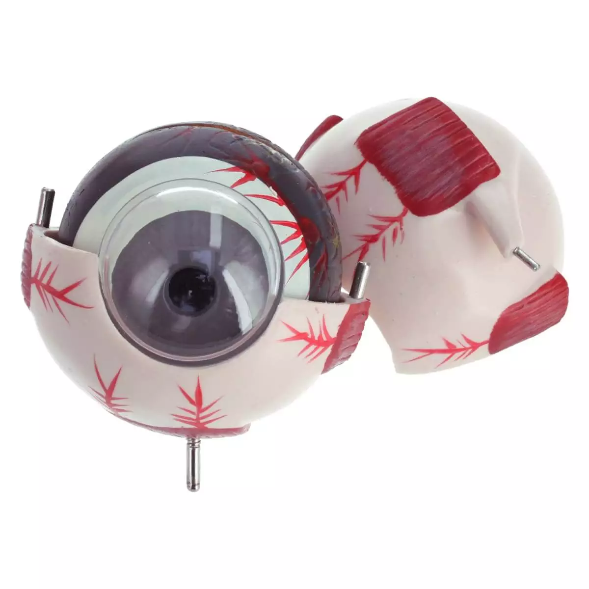 Anatomisch model oog