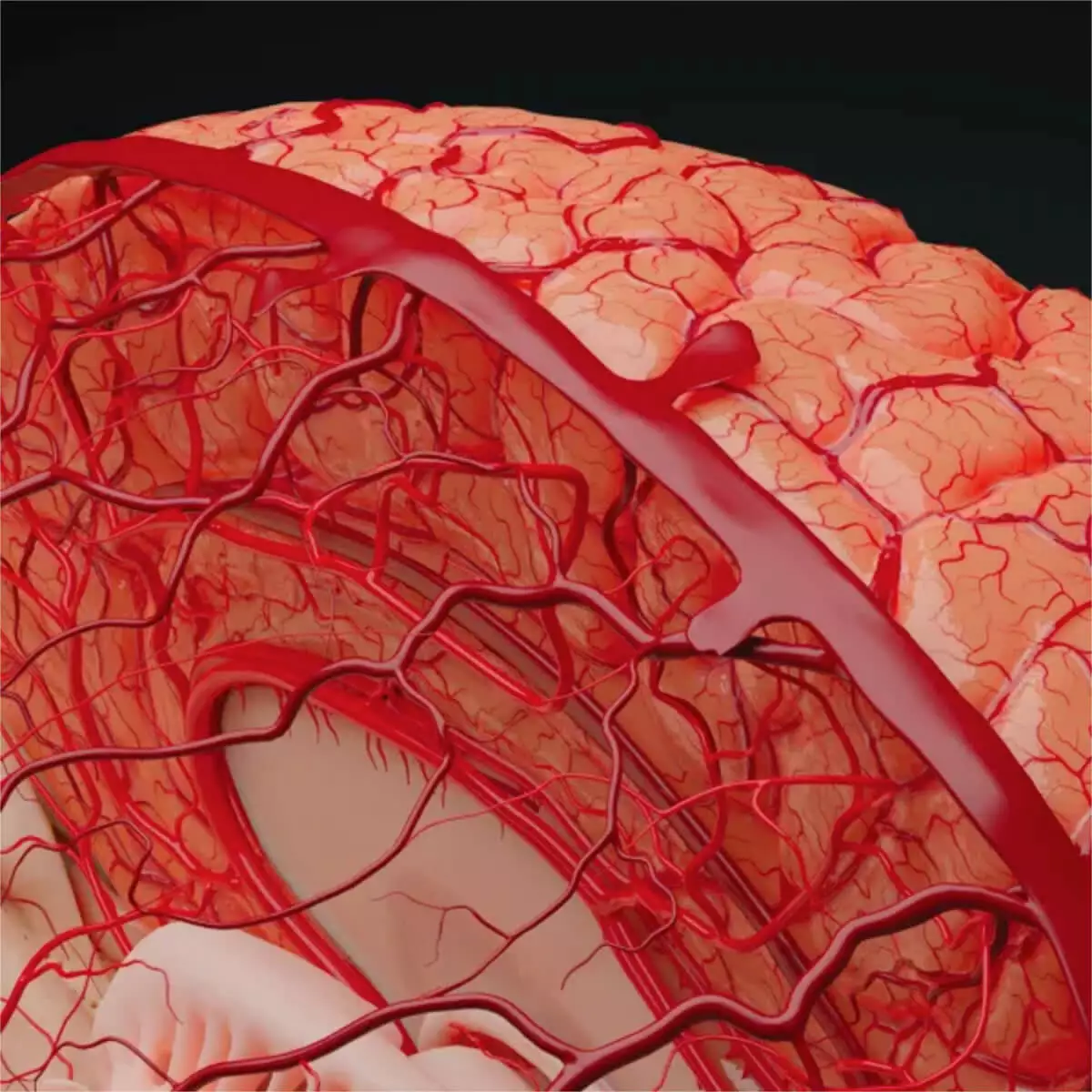  AnatomieARt Tabula Anatomica IV