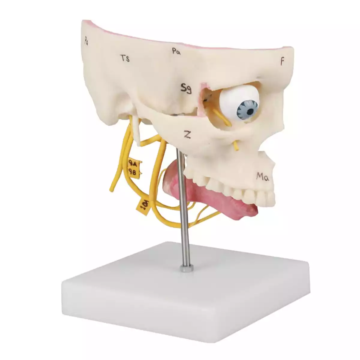  Model zintuigen
