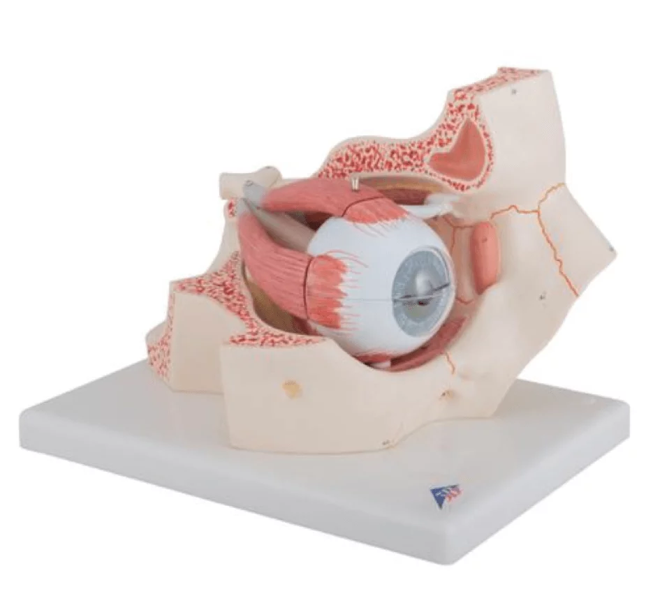  Model oog in oogkas
