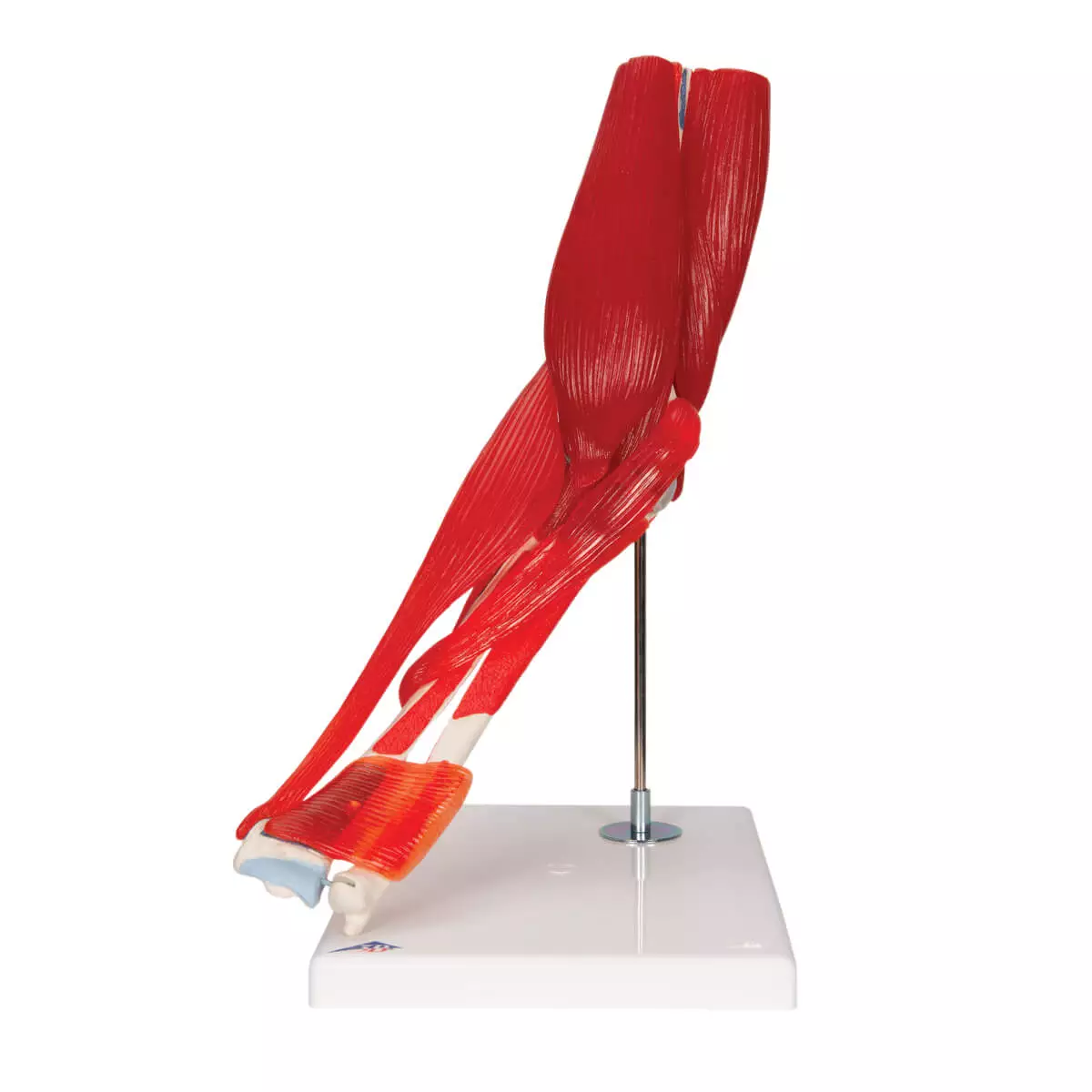  Ellebooggewricht model