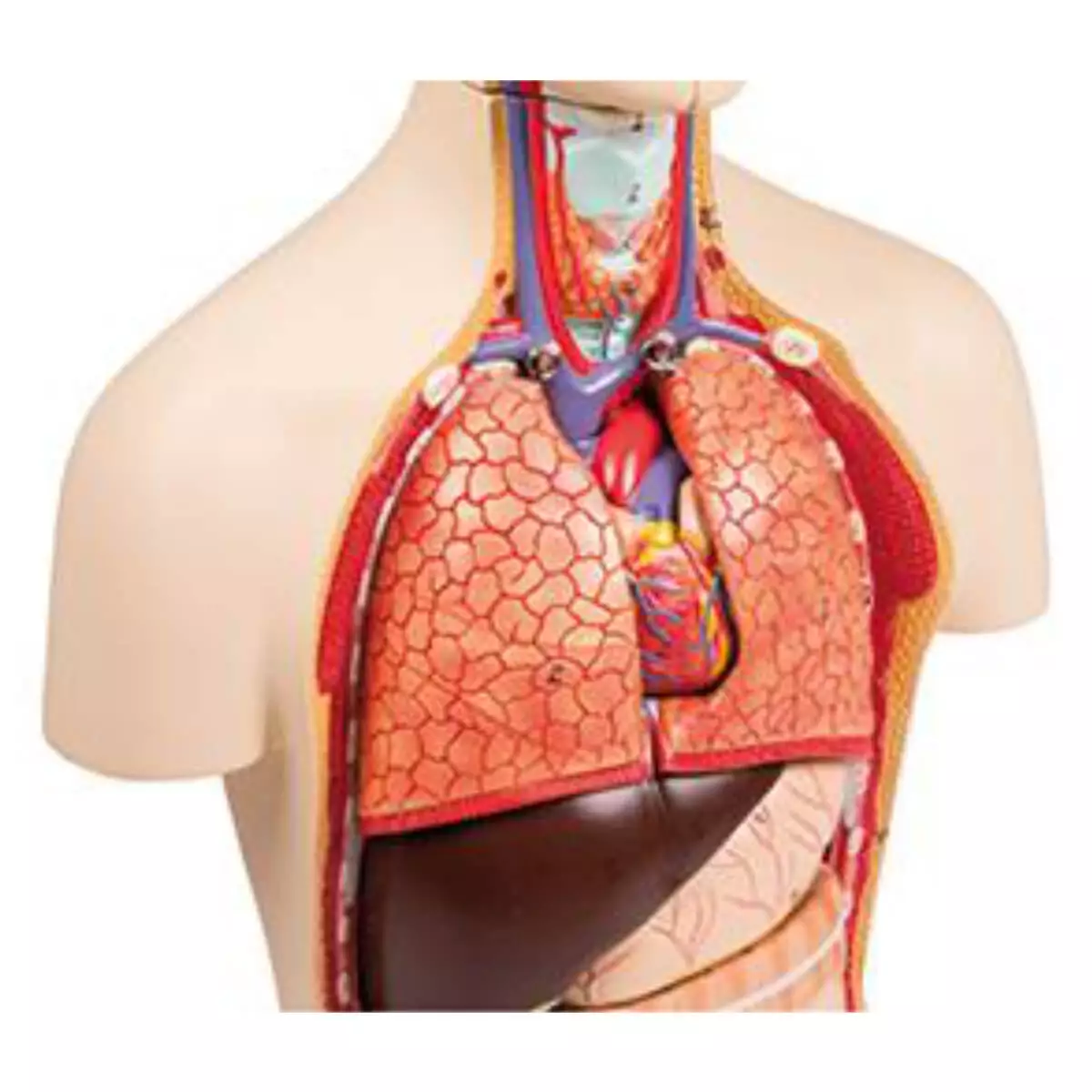  Model Miniaturtorso