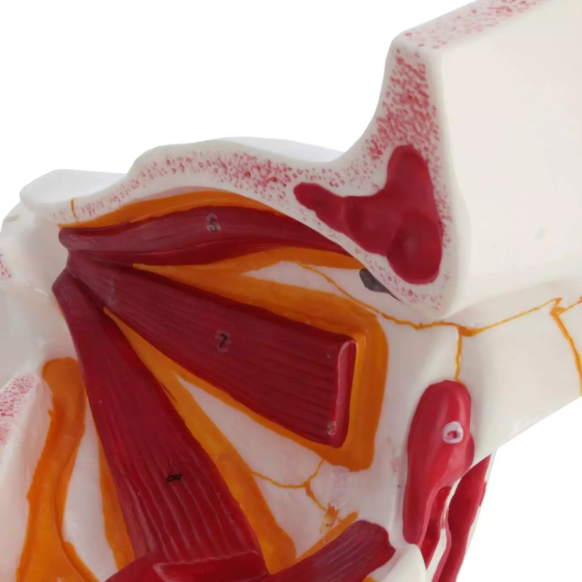  Anatomisch model oog